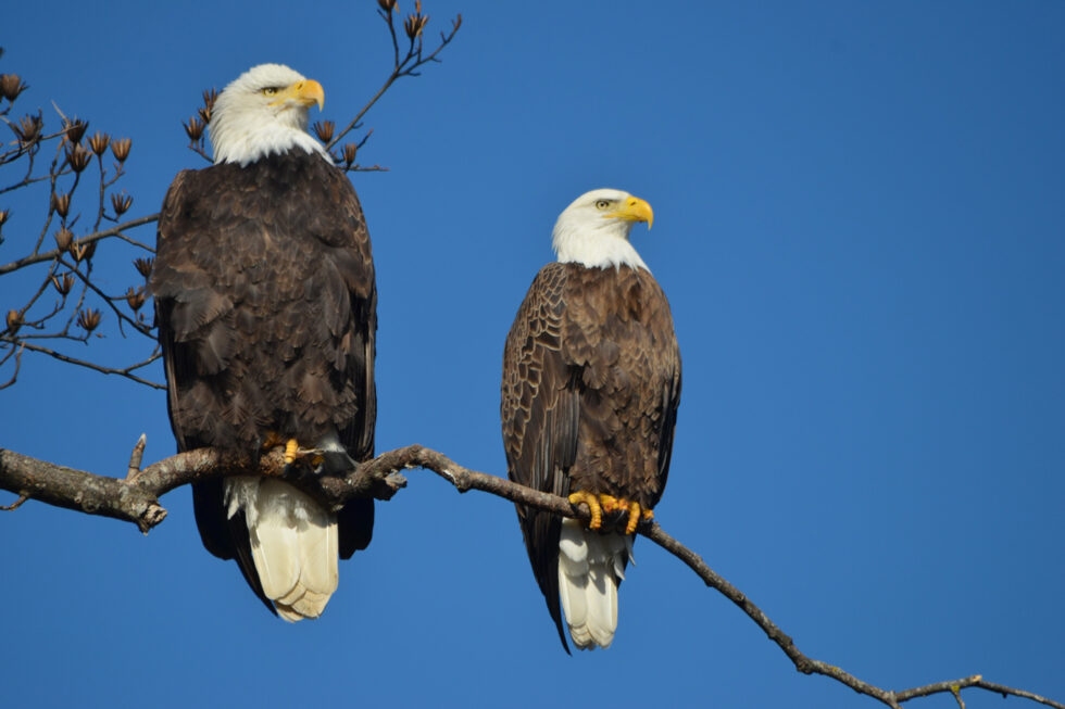 Smoky Mountain Bald Eagle Nest Cams | 24/7 Bald Eagle Nest Cams in the ...