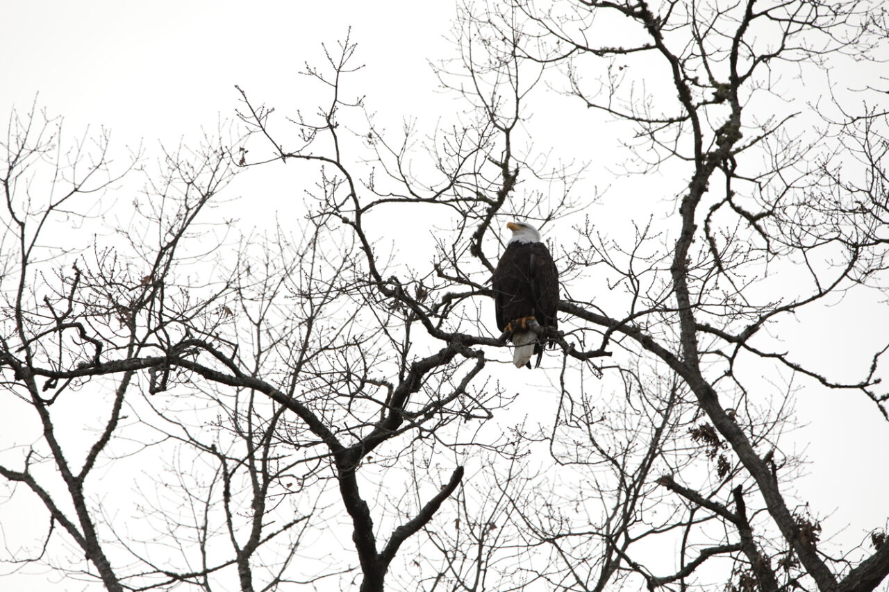 Smoky Mountain Bald Eagle Nest Cams 24/7 Bald Eagle Nest Cams in the
